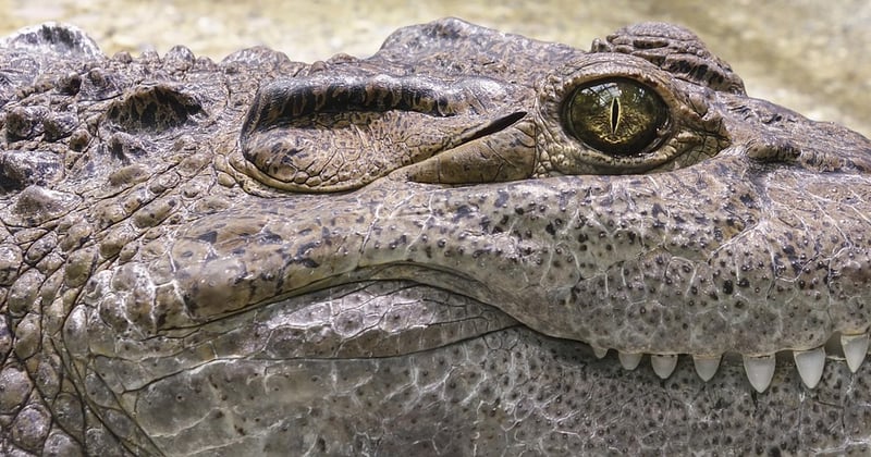 Camping sauvage : comment éviter les dangers de la faune sans gâcher l'aventure